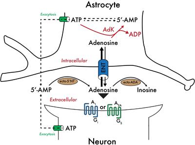 Gating and the Need for Sleep: Dissociable Effects of Adenosine A1 and A2A Receptors